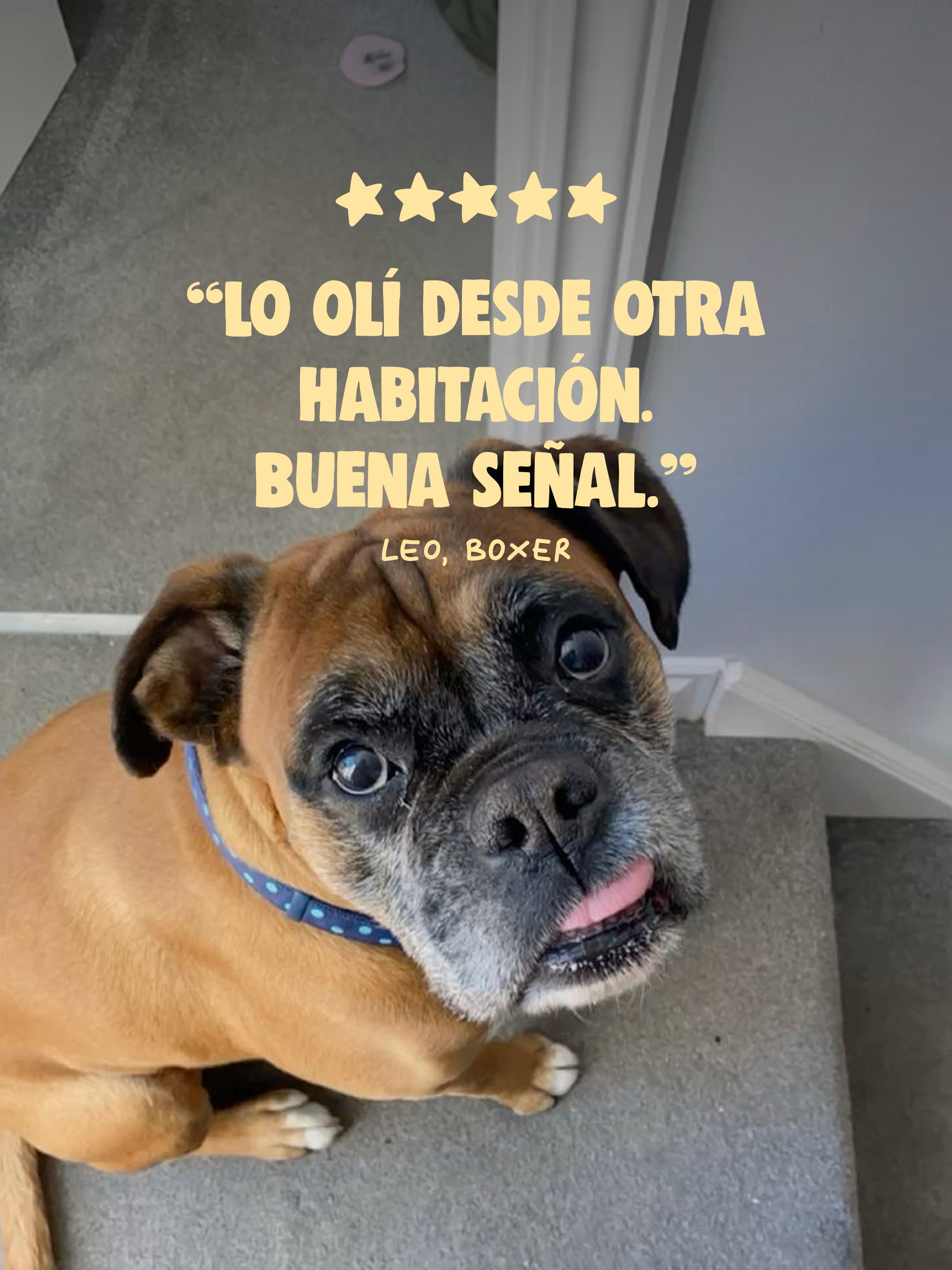 RABITO DE TORO