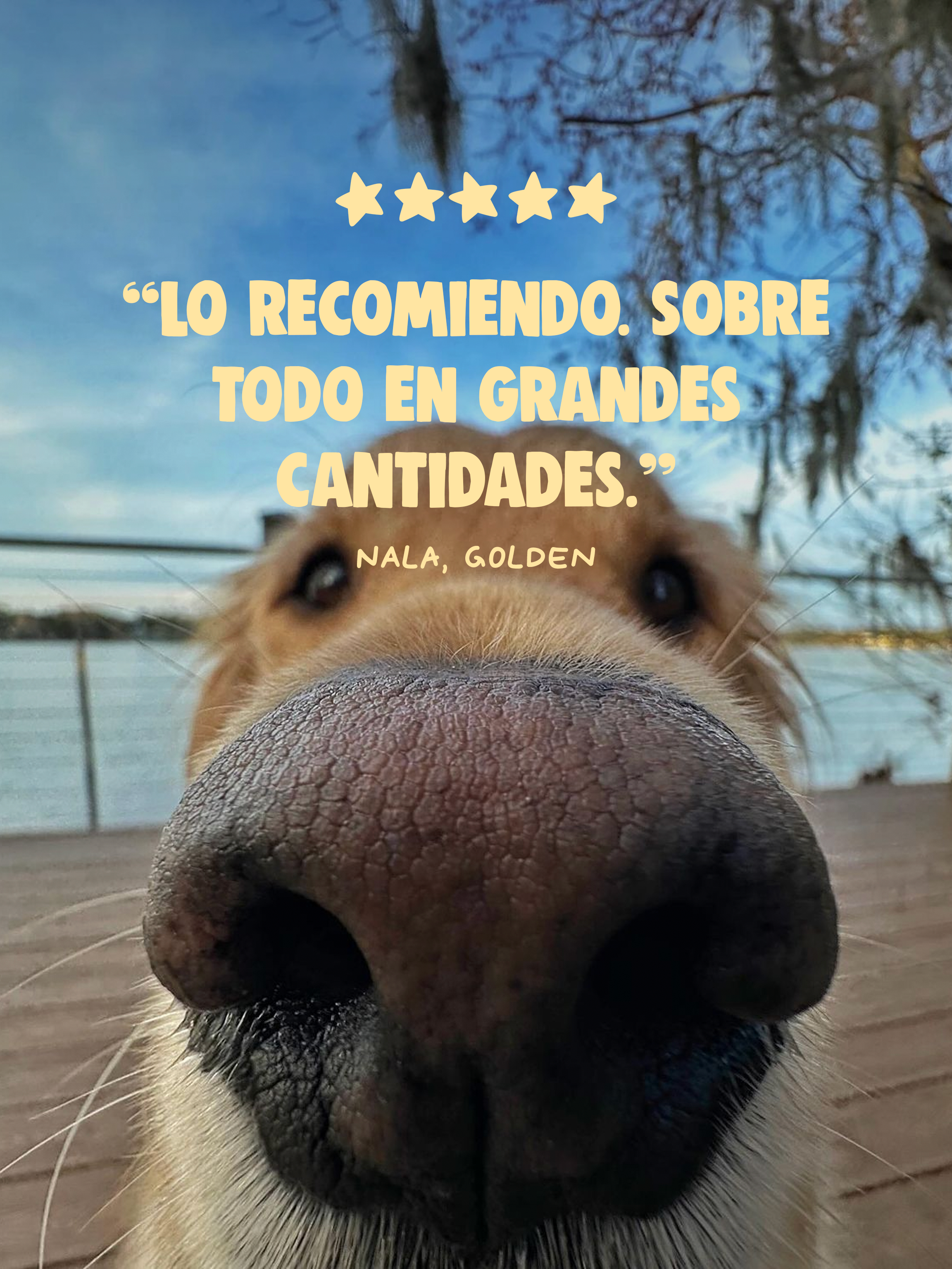 MEJILLÓN LABIO VERDE